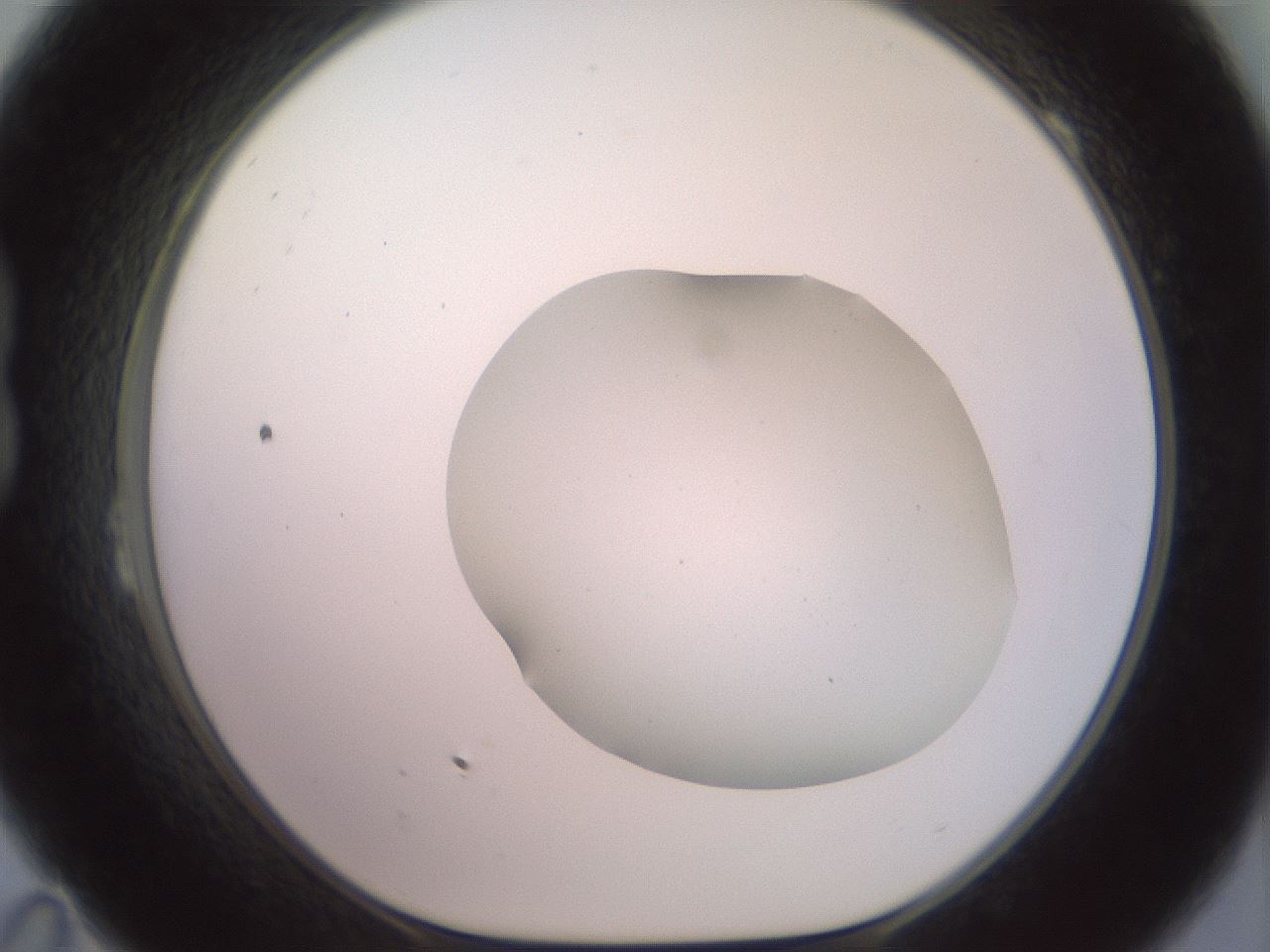 folderID402_plateID2402_batchID11611_wellNum23_profileID1_d1_r177807_ef.jpg