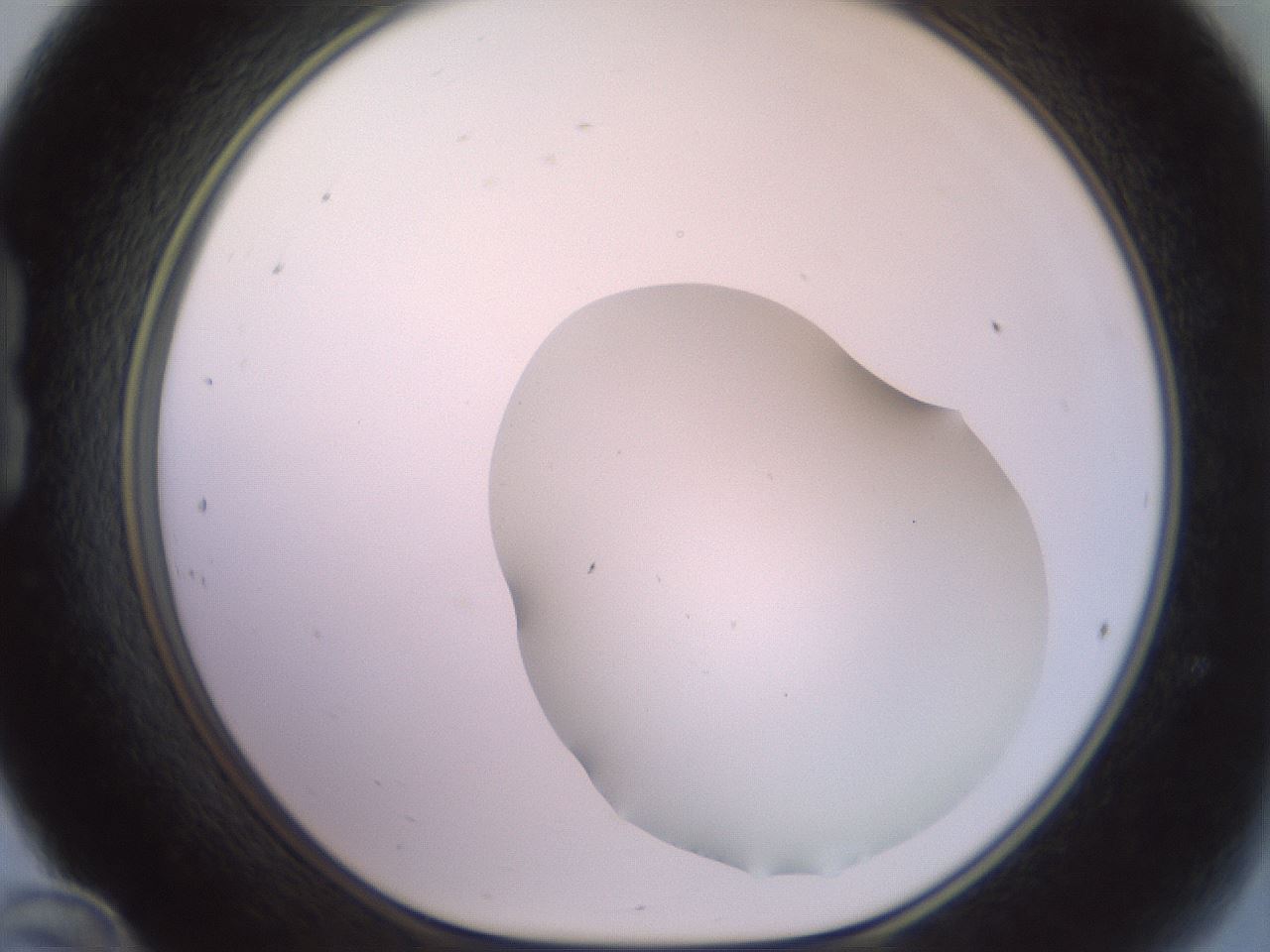 folderID402_plateID2402_batchID11611_wellNum24_profileID1_d1_r177809_ef.jpg