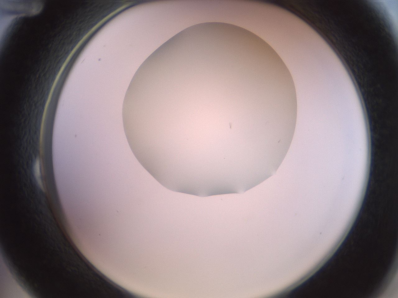 folderID402_plateID2402_batchID11611_wellNum24_profileID1_d2_r177810_ef.jpg