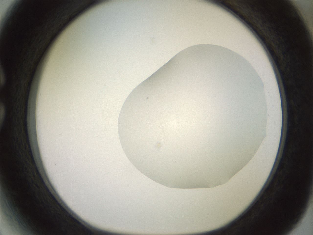 folderID402_plateID2402_batchID11611_wellNum27_profileID1_d1_r177815_ef.jpg
