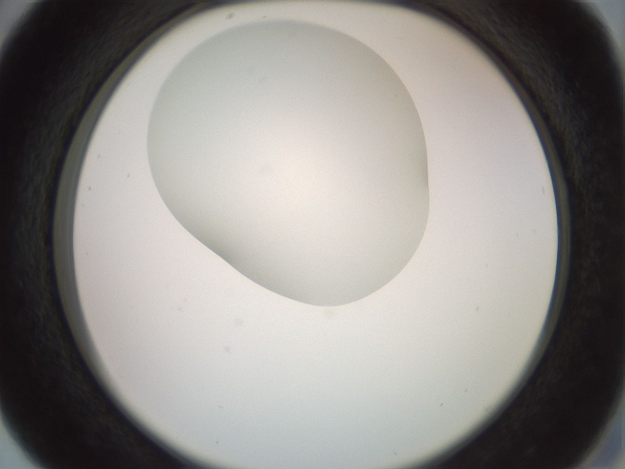 folderID402_plateID2402_batchID11611_wellNum29_profileID1_d2_r177820_ef.jpg