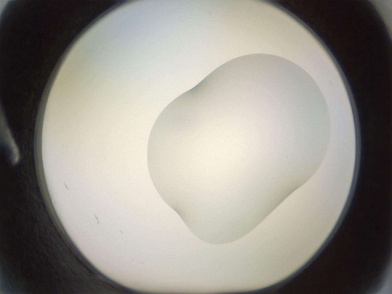 folderID402_plateID2402_batchID11611_wellNum2_profileID1_d1_r177765_ef.jpg