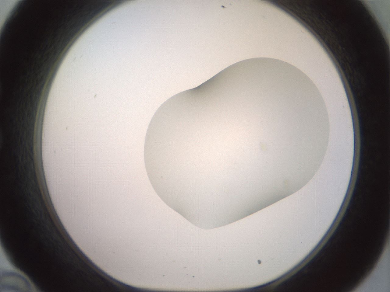 folderID402_plateID2402_batchID11611_wellNum34_profileID1_d1_r177829_ef.jpg