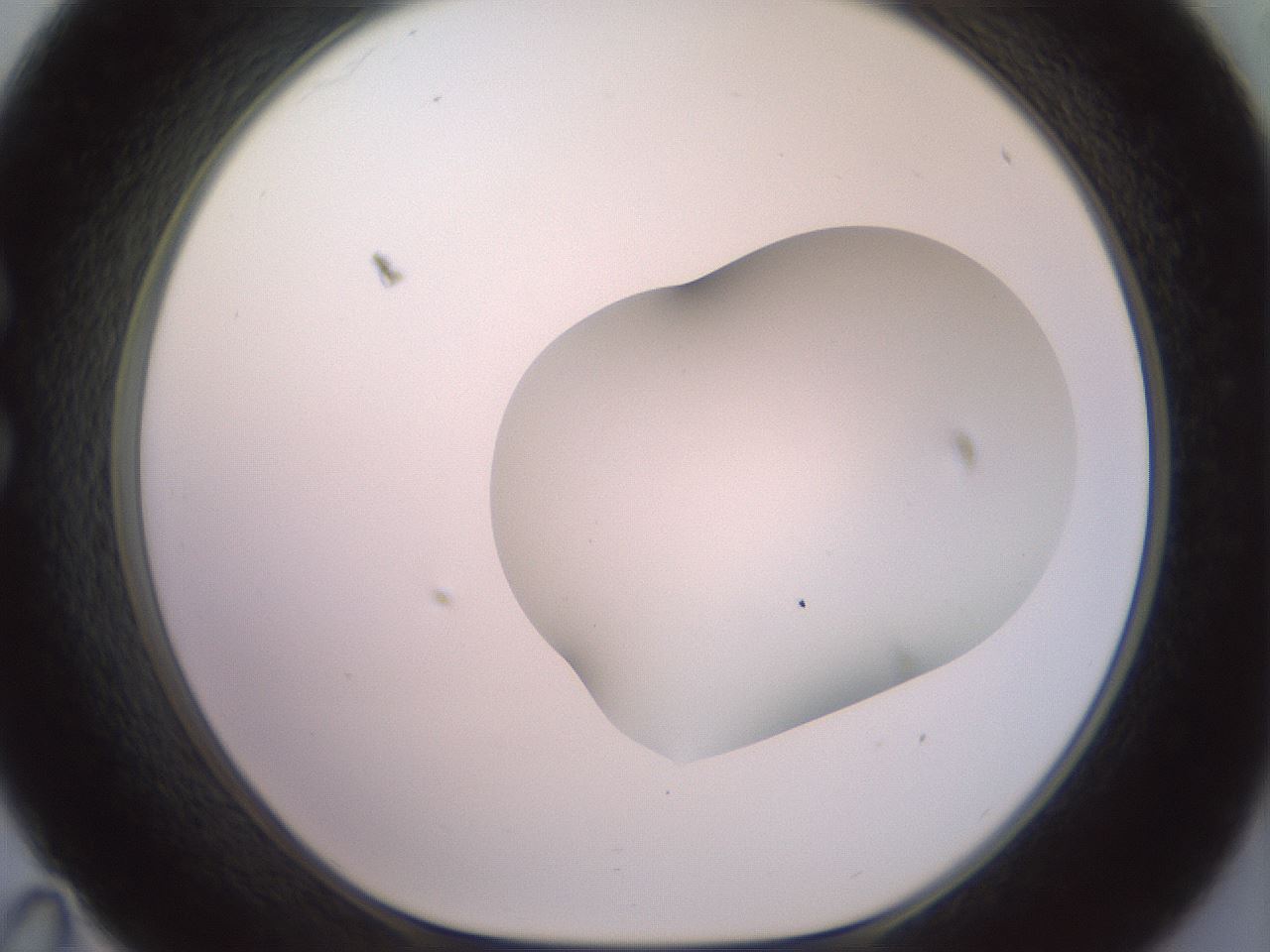 folderID402_plateID2402_batchID11611_wellNum35_profileID1_d1_r177831_ef.jpg