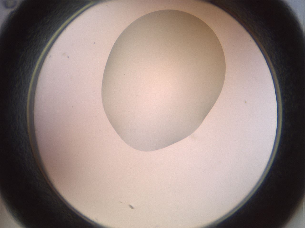 folderID402_plateID2402_batchID11611_wellNum35_profileID1_d2_r177832_ef.jpg
