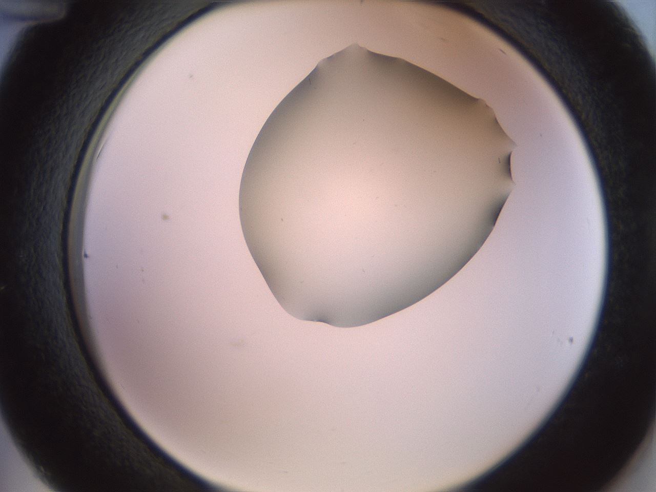 folderID402_plateID2402_batchID11611_wellNum36_profileID1_d2_r177834_ef.jpg