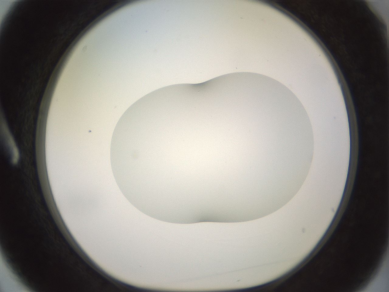 folderID402_plateID2402_batchID11611_wellNum3_profileID1_d1_r177767_ef.jpg