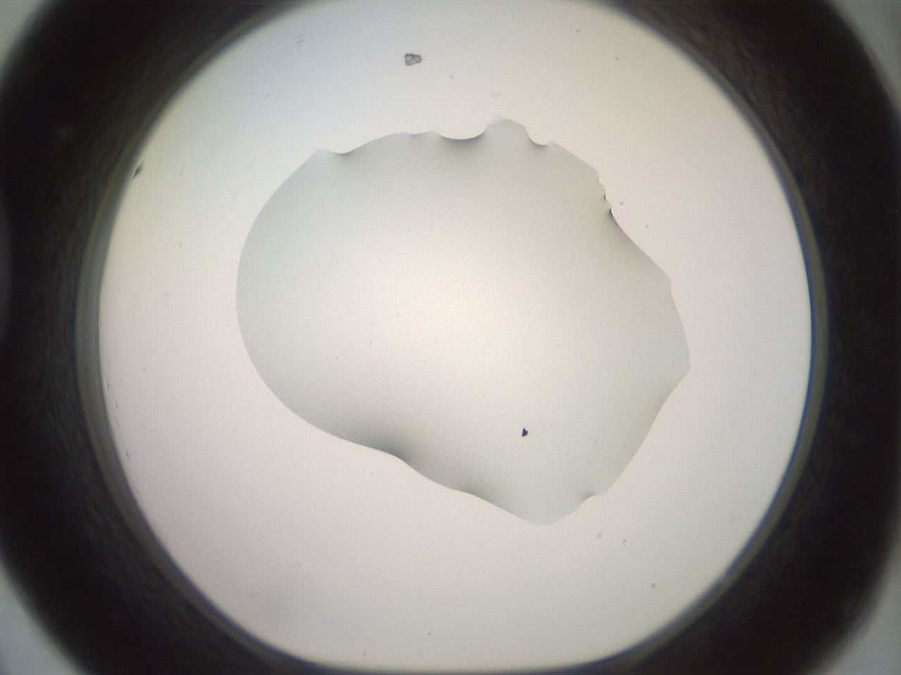 folderID402_plateID2402_batchID11611_wellNum44_profileID1_d1_r177849_ef.jpg
