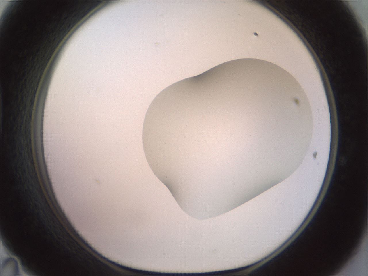 folderID402_plateID2402_batchID11611_wellNum47_profileID1_d1_r177855_ef.jpg