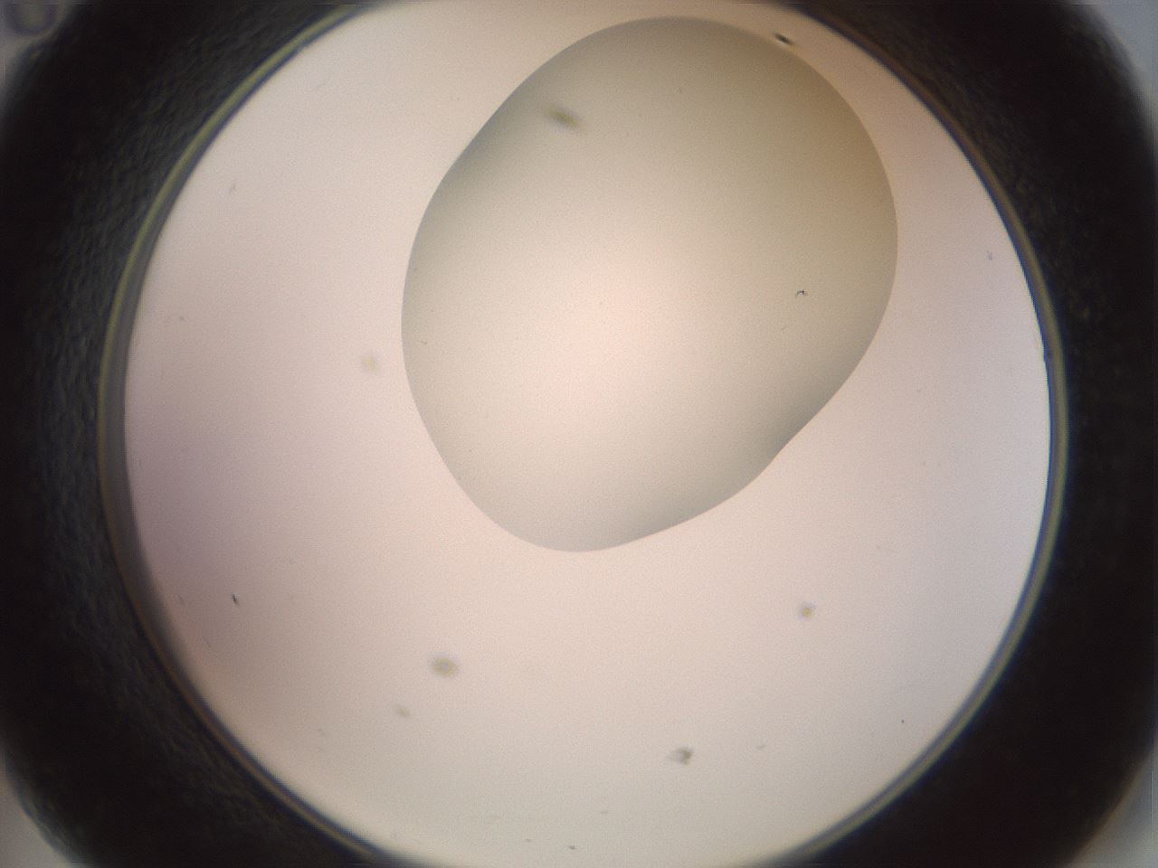 folderID402_plateID2402_batchID11611_wellNum47_profileID1_d2_r177856_ef.jpg