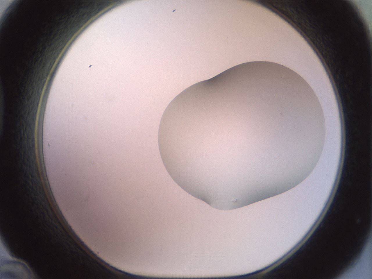 folderID402_plateID2402_batchID11611_wellNum48_profileID1_d1_r177857_ef.jpg
