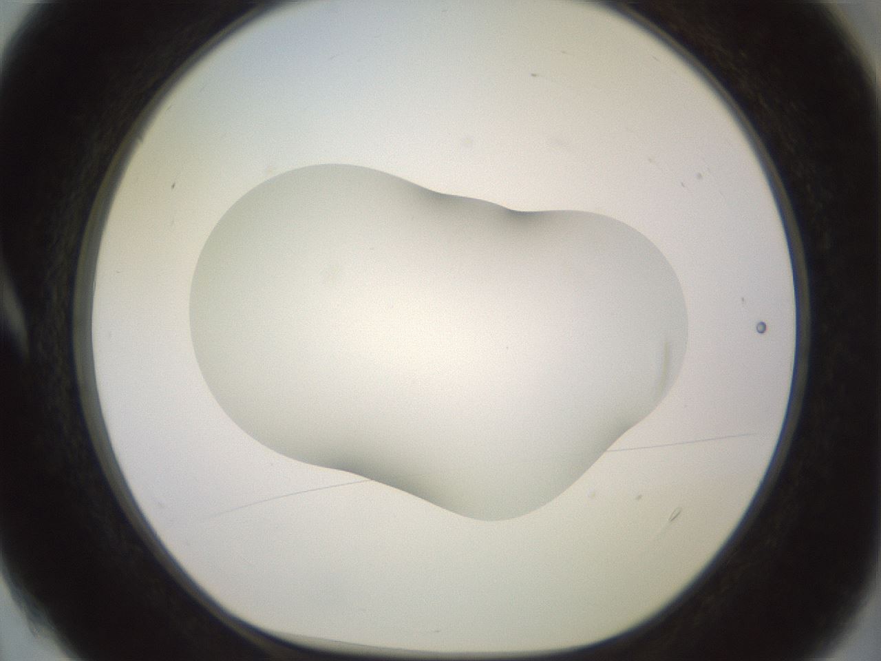 folderID402_plateID2402_batchID11611_wellNum4_profileID1_d1_r177769_ef.jpg