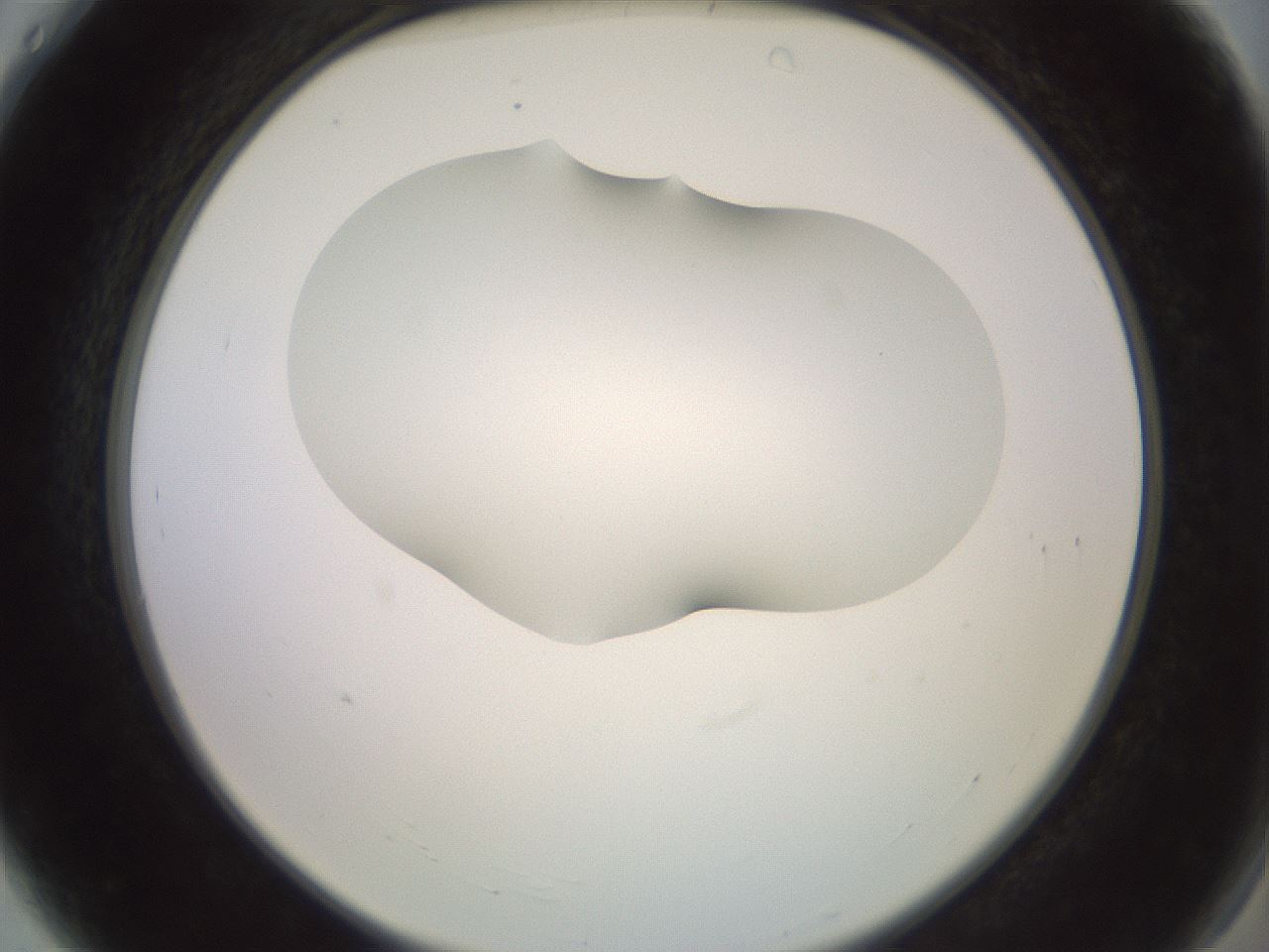 folderID402_plateID2402_batchID11611_wellNum4_profileID1_d2_r177770_ef.jpg