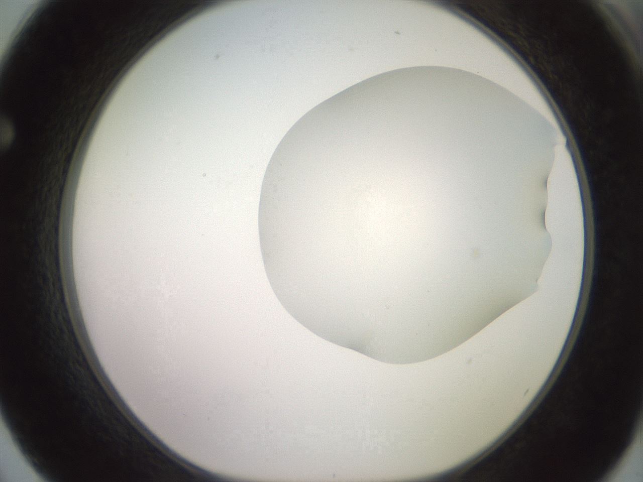 folderID402_plateID2402_batchID11611_wellNum62_profileID1_d1_r177885_ef.jpg