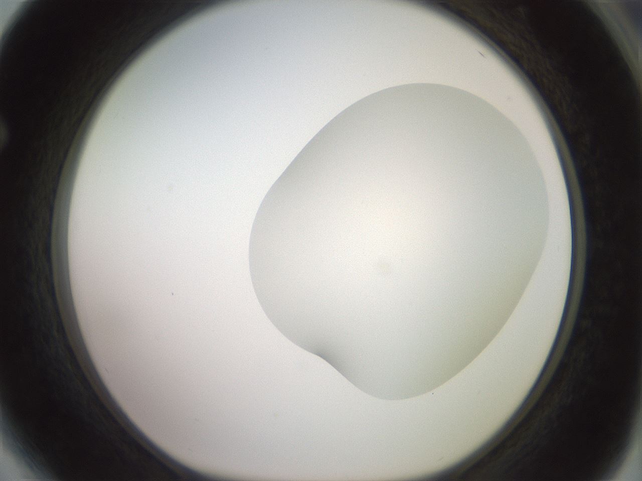 folderID402_plateID2402_batchID11611_wellNum64_profileID1_d1_r177889_ef.jpg