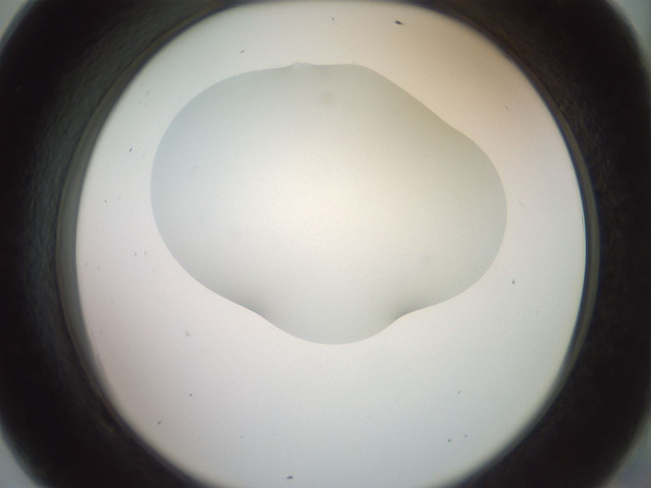 folderID402_plateID2402_batchID11611_wellNum69_profileID1_d2_r177900_ef.jpg