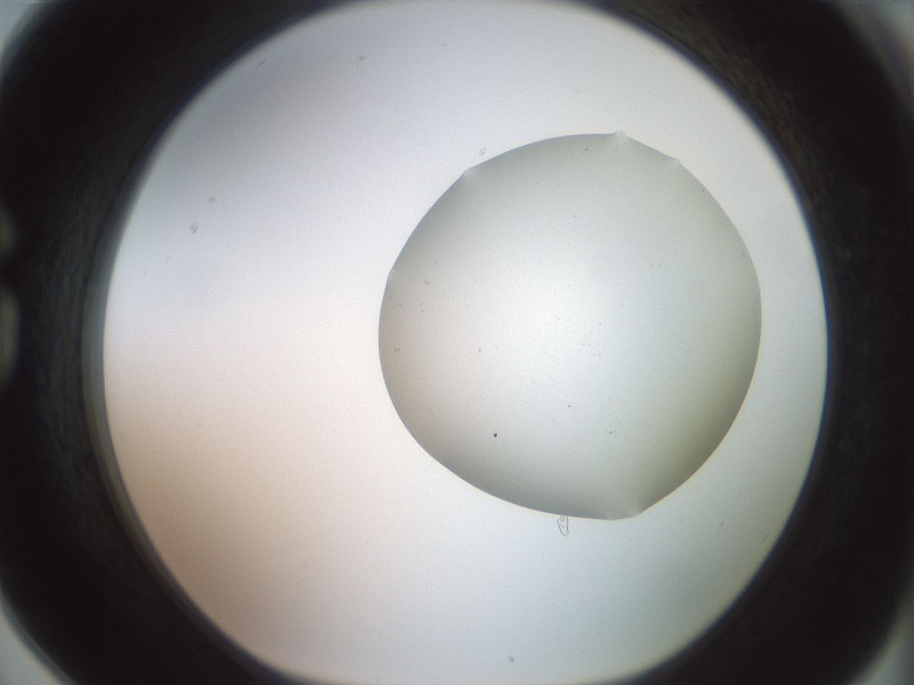 folderID402_plateID2402_batchID11611_wellNum78_profileID1_d1_r177917_ef.jpg