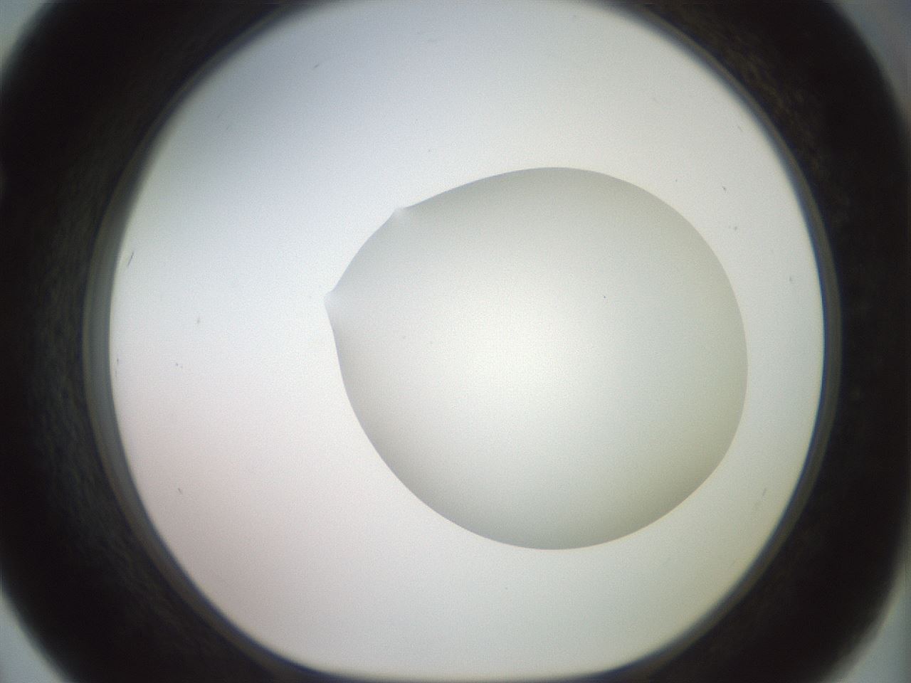 folderID402_plateID2402_batchID11611_wellNum67_profileID1_d1_r177895_ef.jpg