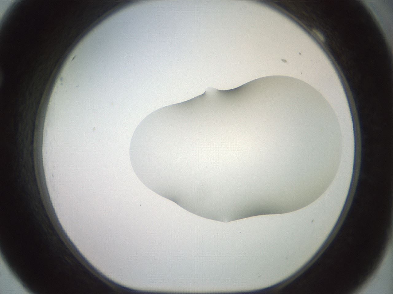 folderID402_plateID2402_batchID11611_wellNum69_profileID1_d1_r177899_ef.jpg