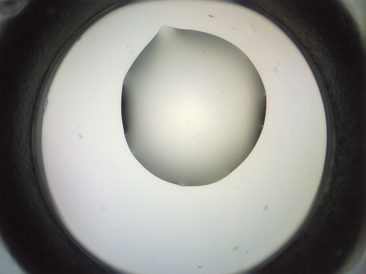 folderID402_plateID2402_batchID11611_wellNum70_profileID1_d2_r177902_ef.jpg