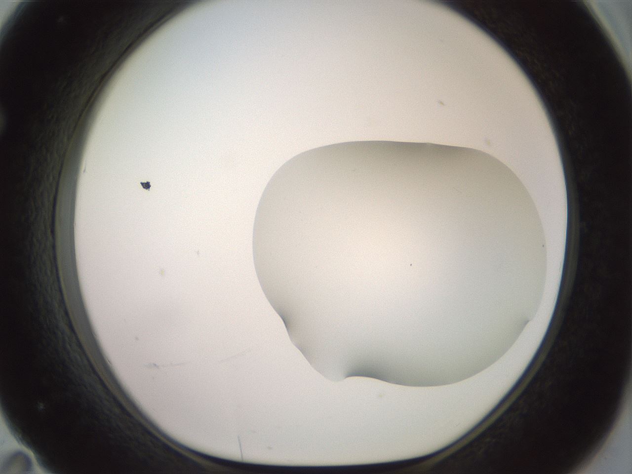 folderID402_plateID2402_batchID11611_wellNum71_profileID1_d1_r177903_ef.jpg