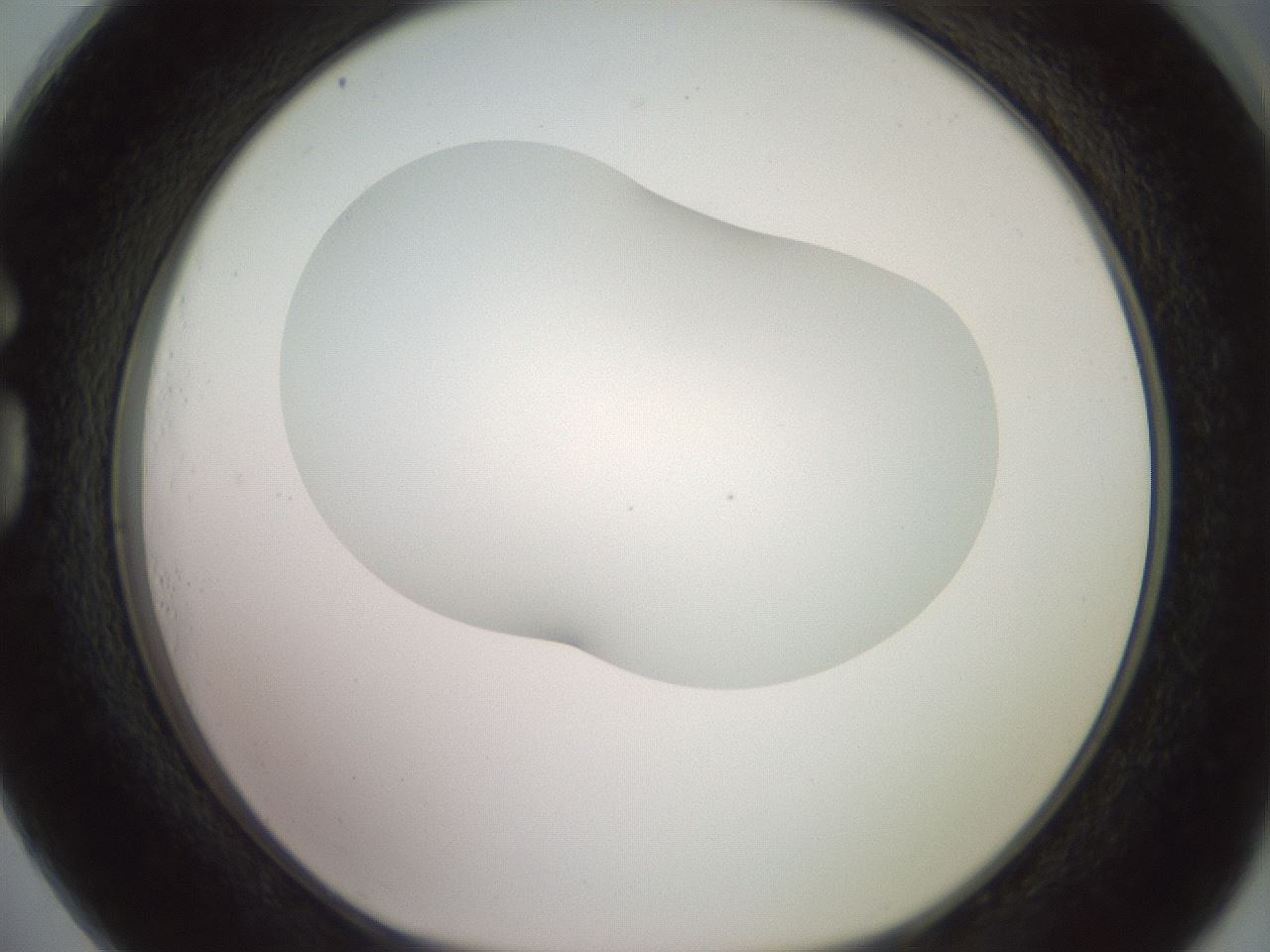 folderID402_plateID2402_batchID11611_wellNum73_profileID1_d1_r177907_ef.jpg