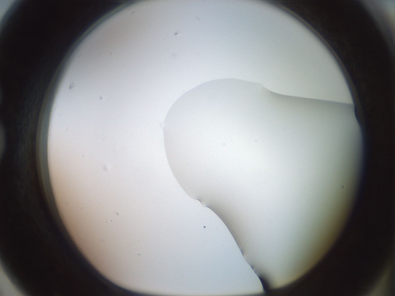 folderID402_plateID2402_batchID11611_wellNum79_profileID1_d1_r177919_ef.jpg