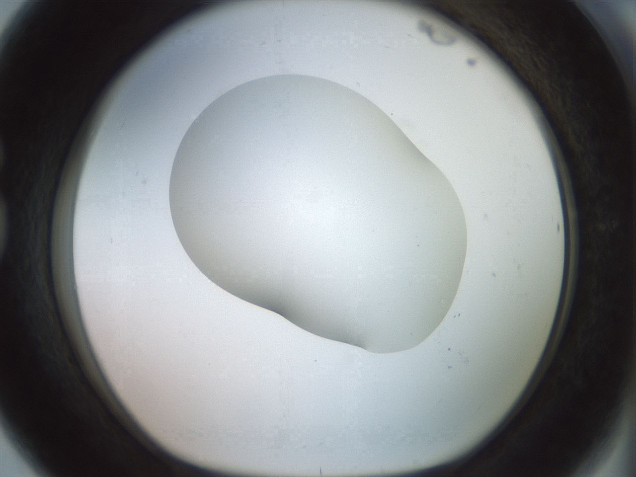 folderID402_plateID2402_batchID11611_wellNum80_profileID1_d1_r177921_ef.jpg