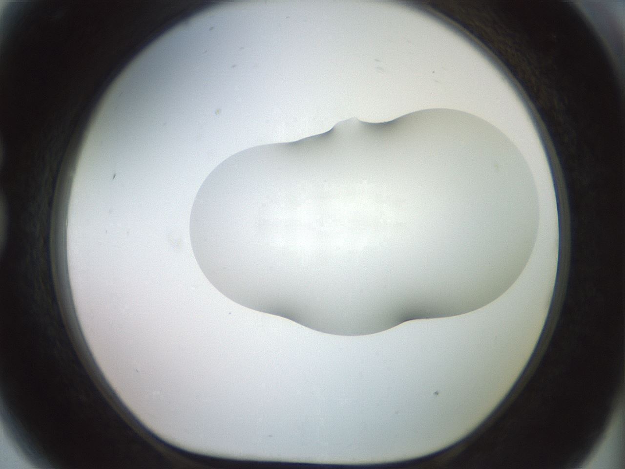 folderID402_plateID2402_batchID11611_wellNum81_profileID1_d1_r177923_ef.jpg