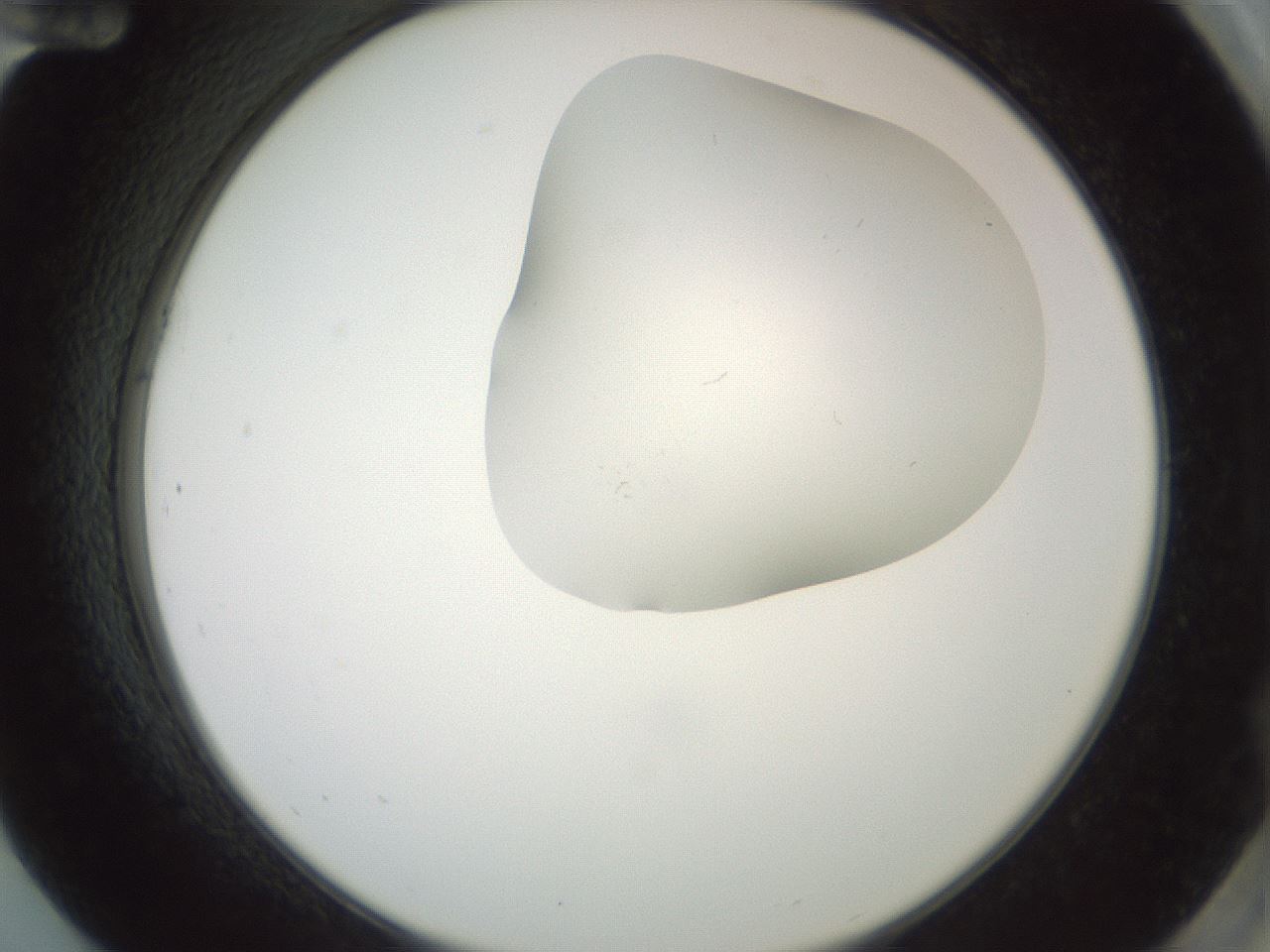 folderID402_plateID2402_batchID11611_wellNum84_profileID1_d2_r177930_ef.jpg