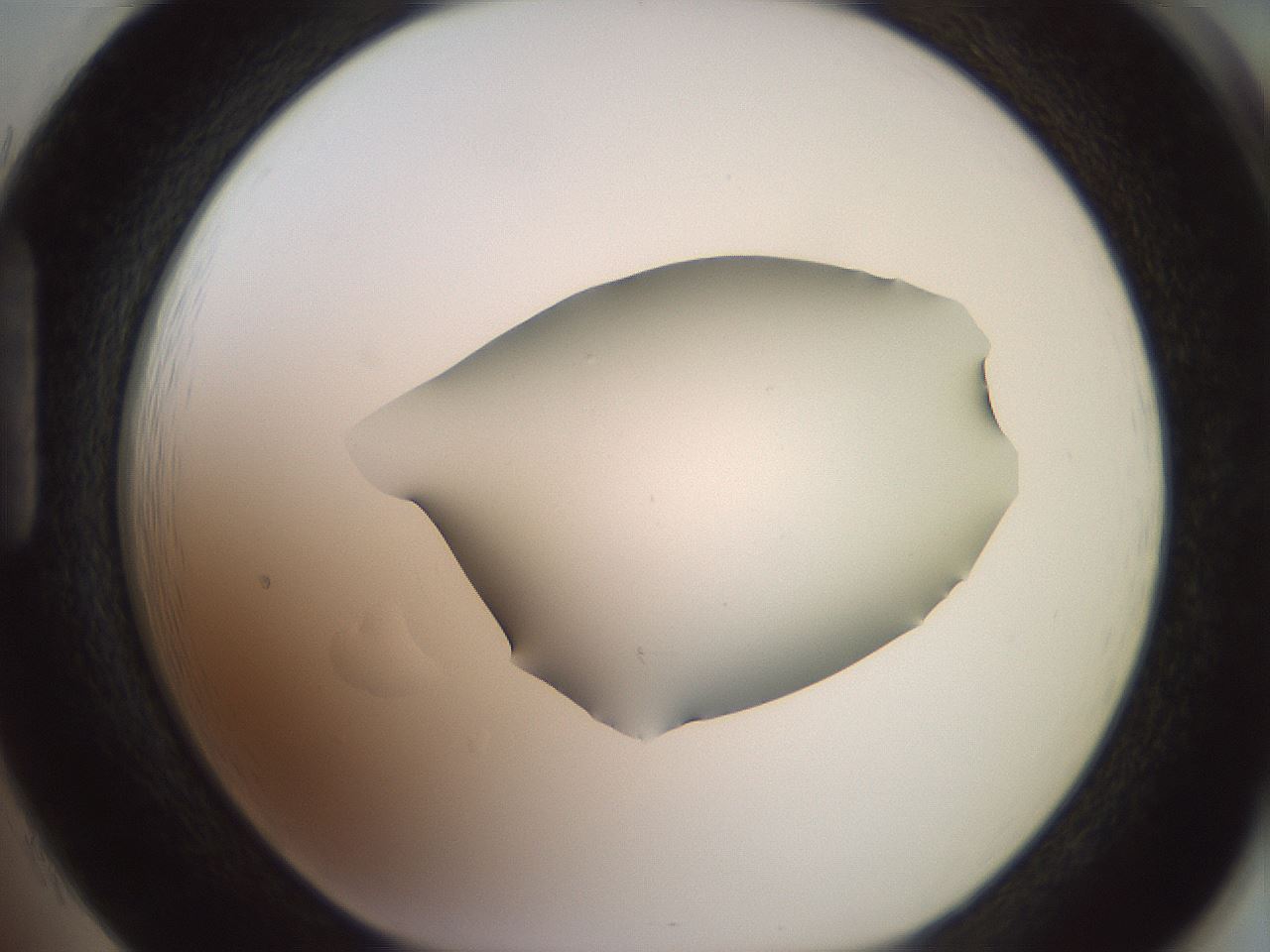 folderID402_plateID2402_batchID11611_wellNum85_profileID1_d1_r177931_ef.jpg