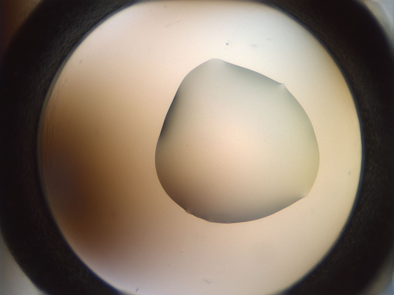 folderID402_plateID2402_batchID11611_wellNum85_profileID1_d2_r177932_ef.jpg