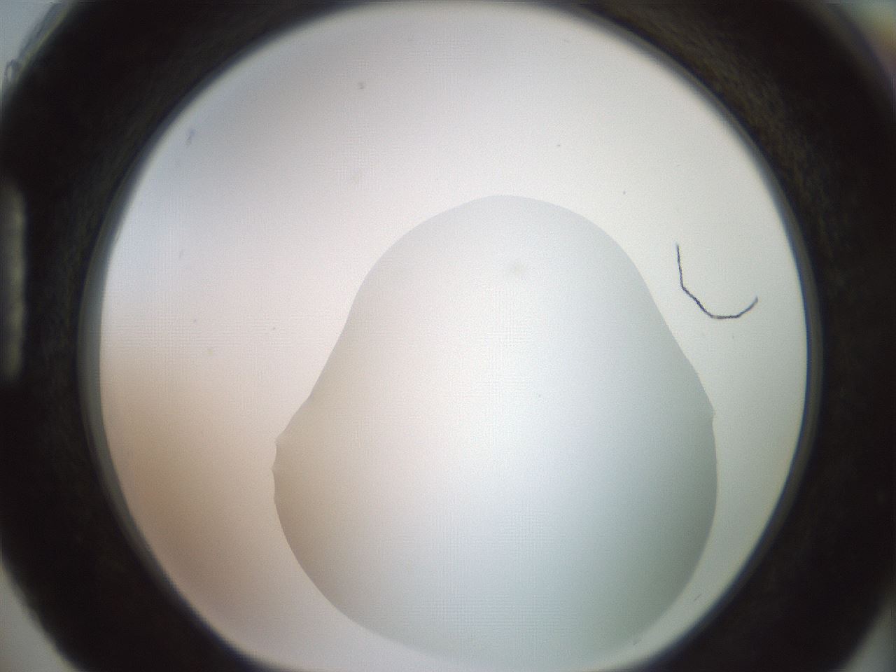 folderID402_plateID2402_batchID11611_wellNum88_profileID1_d1_r177937_ef.jpg