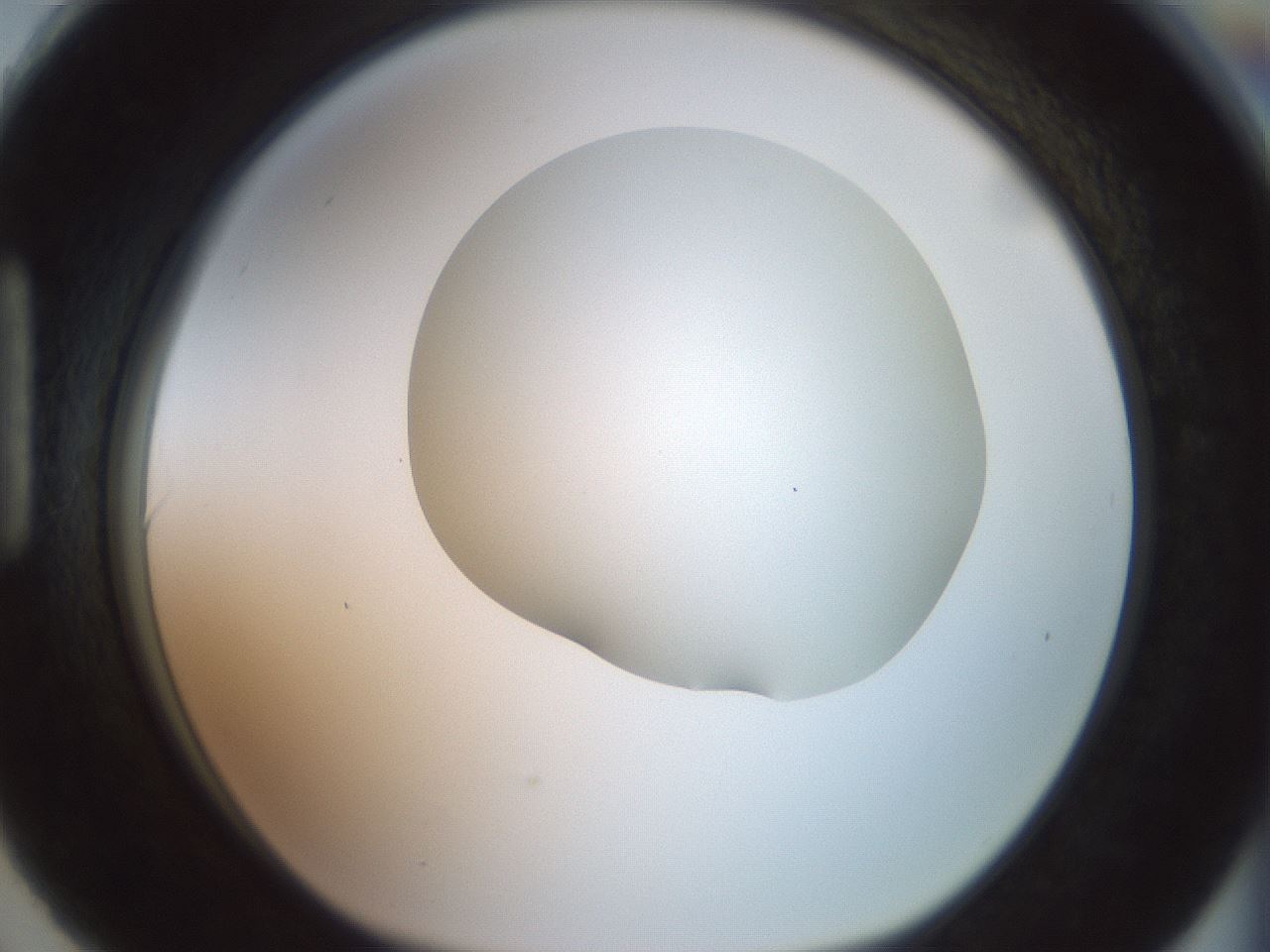 folderID402_plateID2402_batchID11611_wellNum90_profileID1_d1_r177941_ef.jpg