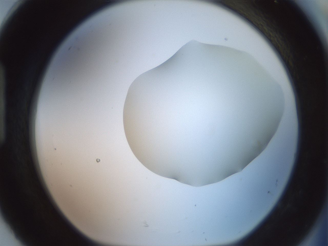 folderID402_plateID2402_batchID11611_wellNum92_profileID1_d1_r177945_ef.jpg