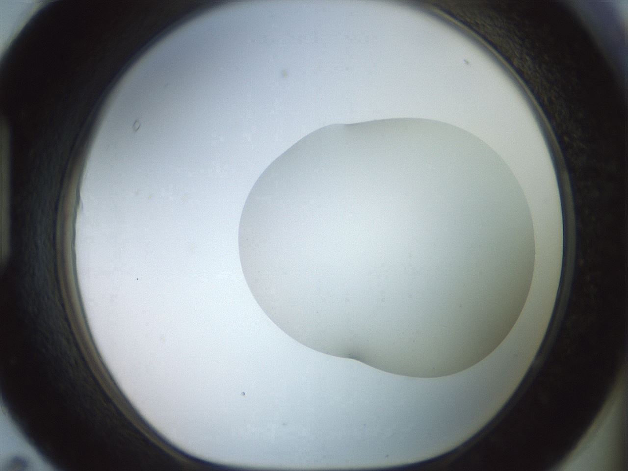 folderID402_plateID2402_batchID11611_wellNum95_profileID1_d1_r177951_ef.jpg