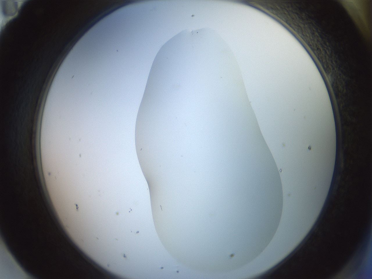 folderID402_plateID2402_batchID11611_wellNum95_profileID1_d2_r177952_ef.jpg