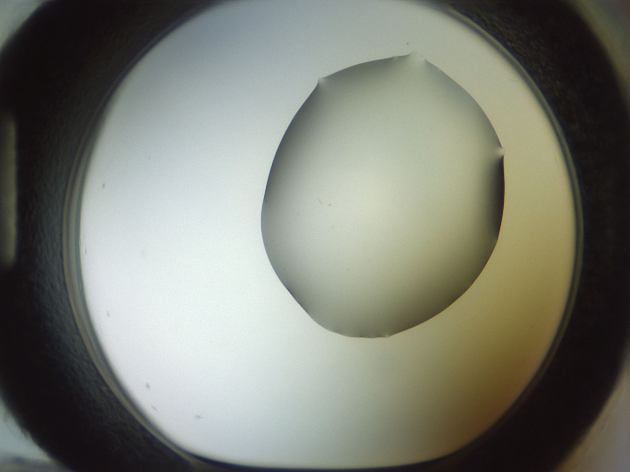 folderID402_plateID2402_batchID11611_wellNum96_profileID1_d1_r177953_ef.jpg