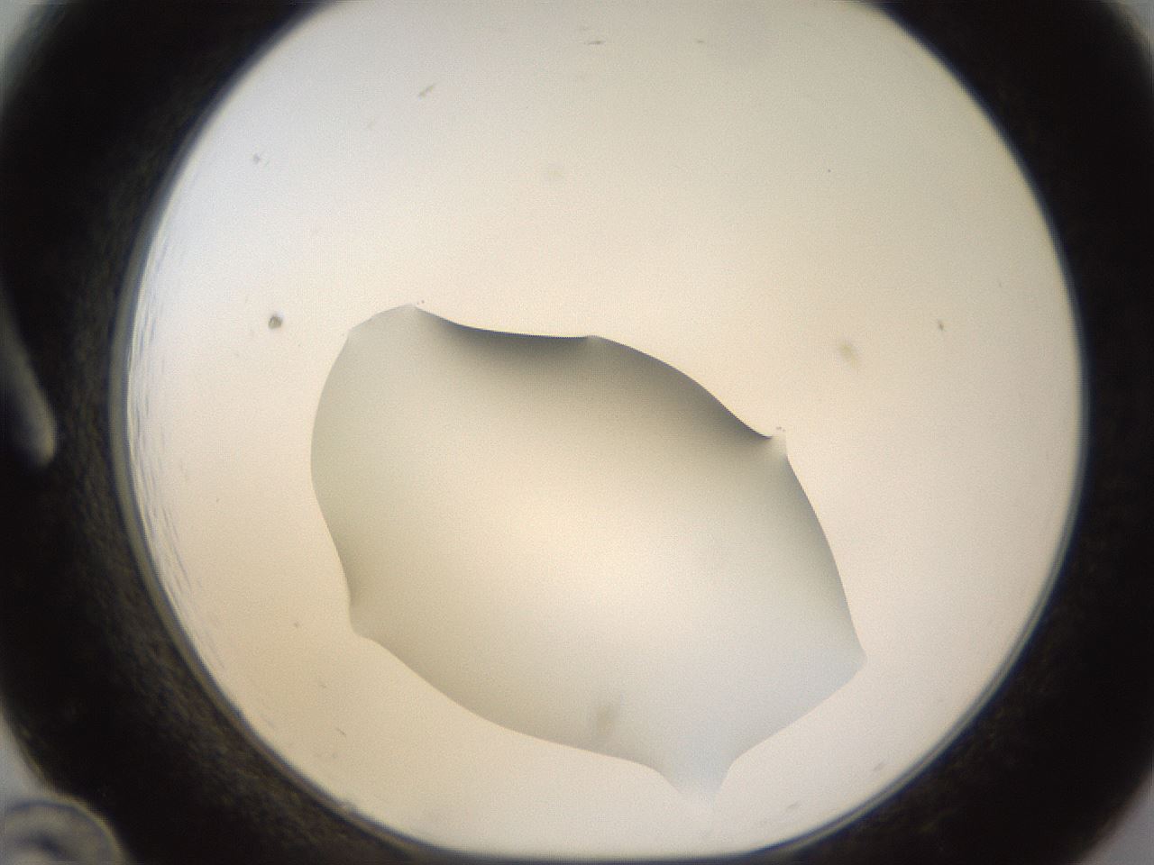 folderID403_plateID1403_batchID5056_wellNum12_profileID1_d1_r85469_ef.jpg