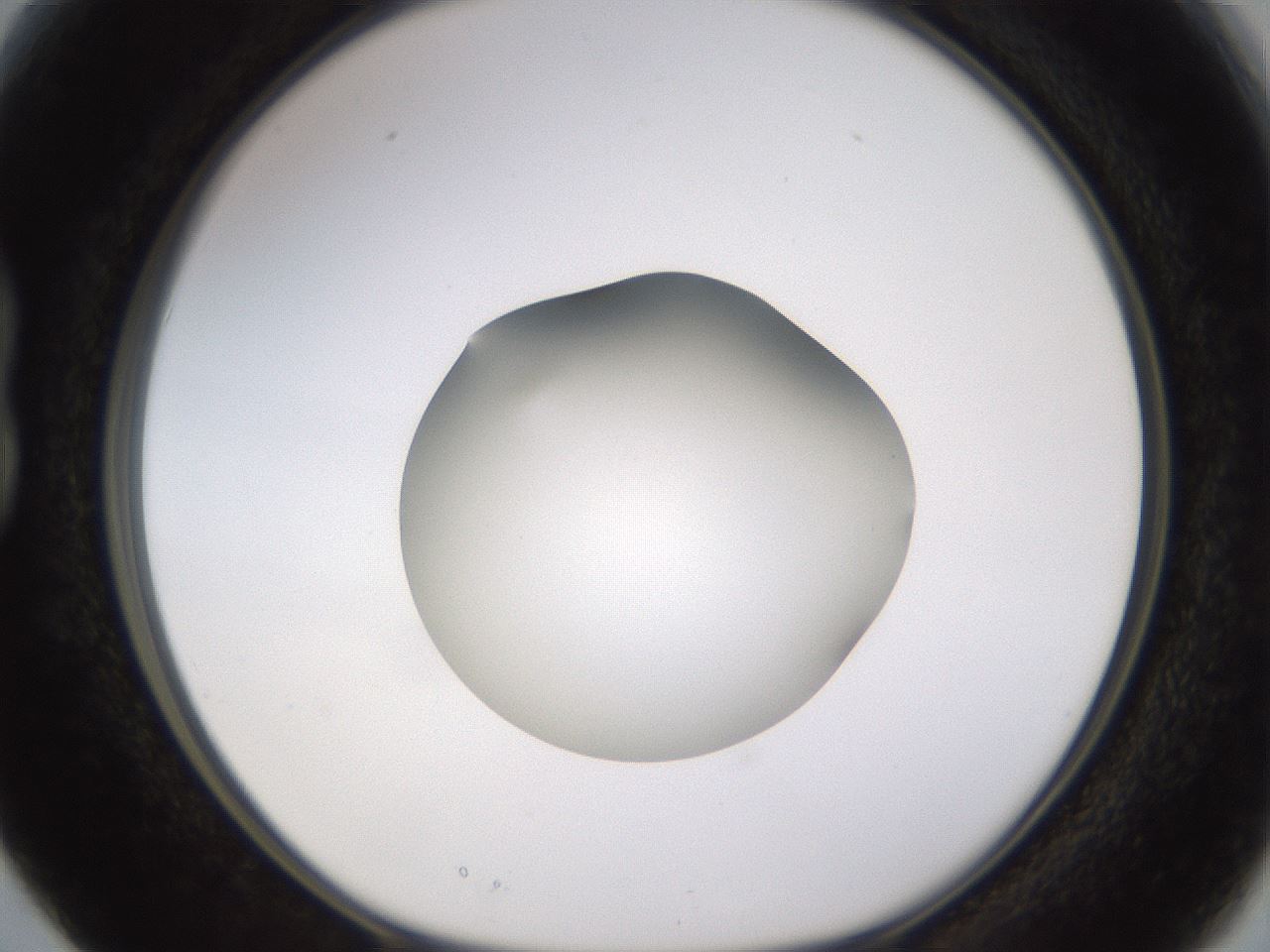 folderID403_plateID1403_batchID5056_wellNum15_profileID1_d1_r85472_ef.jpg