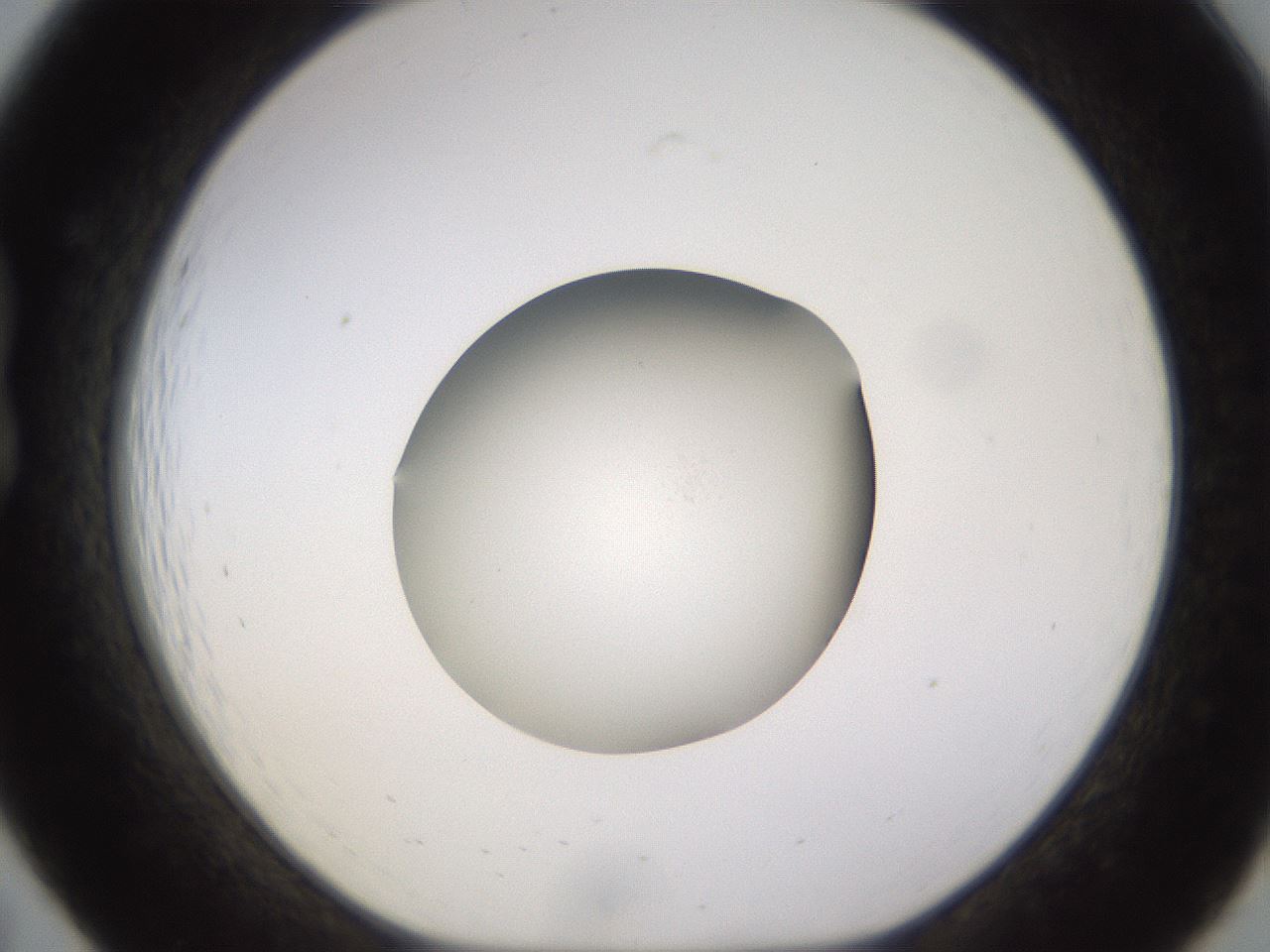 folderID403_plateID1403_batchID5056_wellNum19_profileID1_d1_r85476_ef.jpg