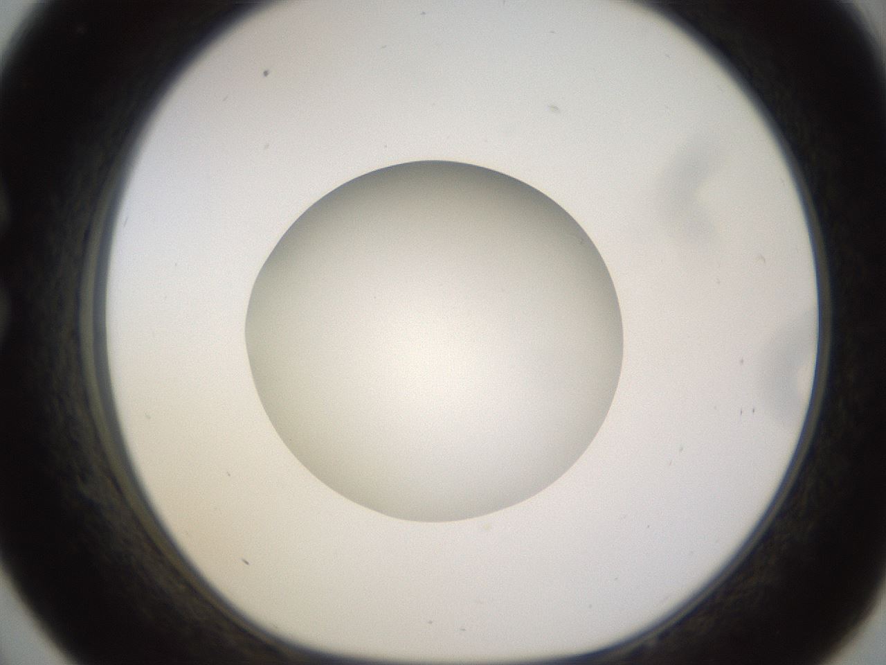 folderID403_plateID1403_batchID5056_wellNum33_profileID1_d1_r85490_ef.jpg