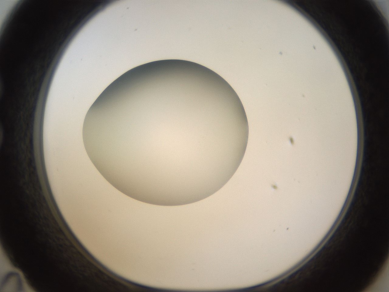 folderID403_plateID1403_batchID5056_wellNum35_profileID1_d1_r85492_ef.jpg