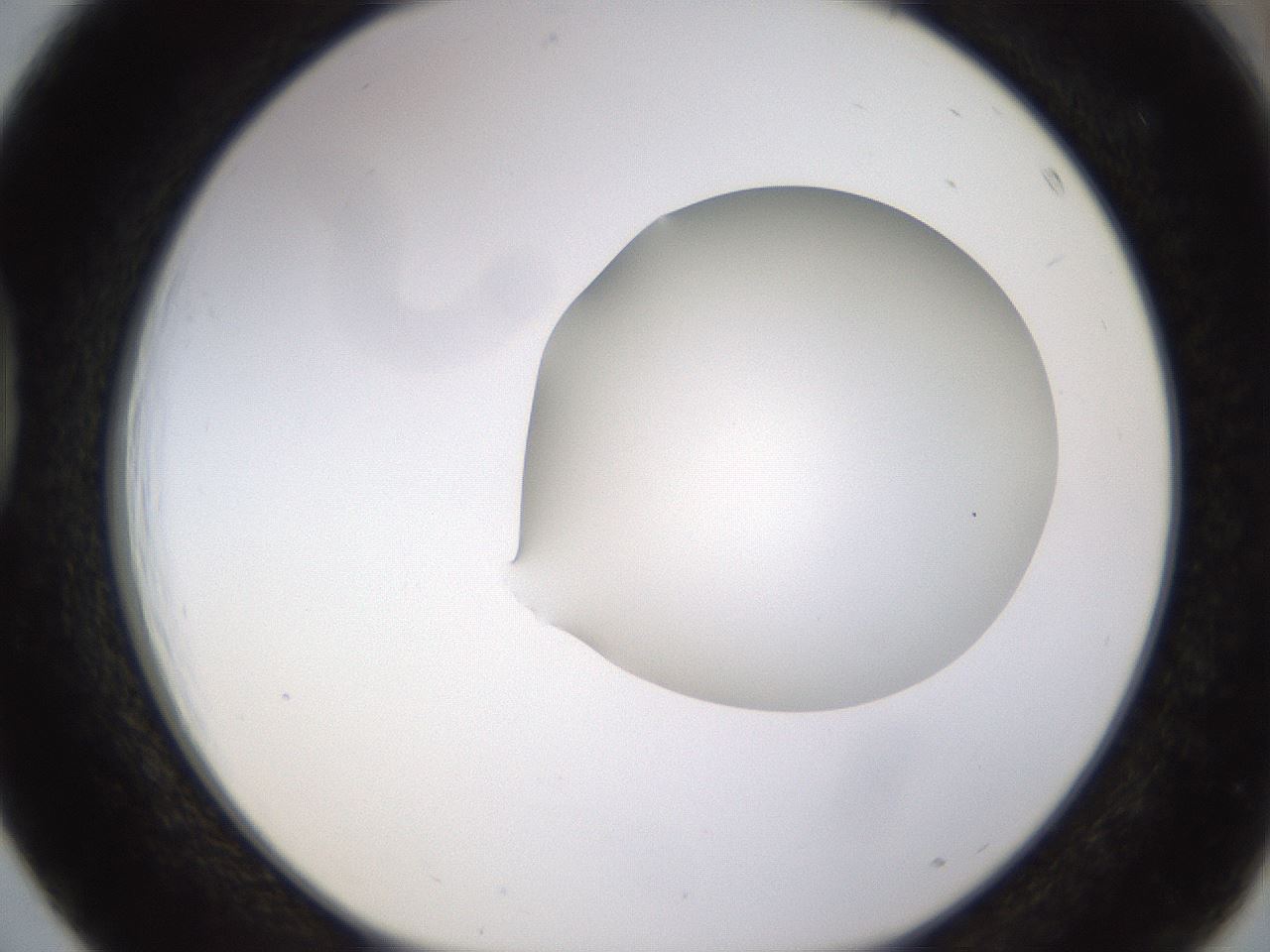 folderID403_plateID1403_batchID5056_wellNum39_profileID1_d1_r85496_ef.jpg