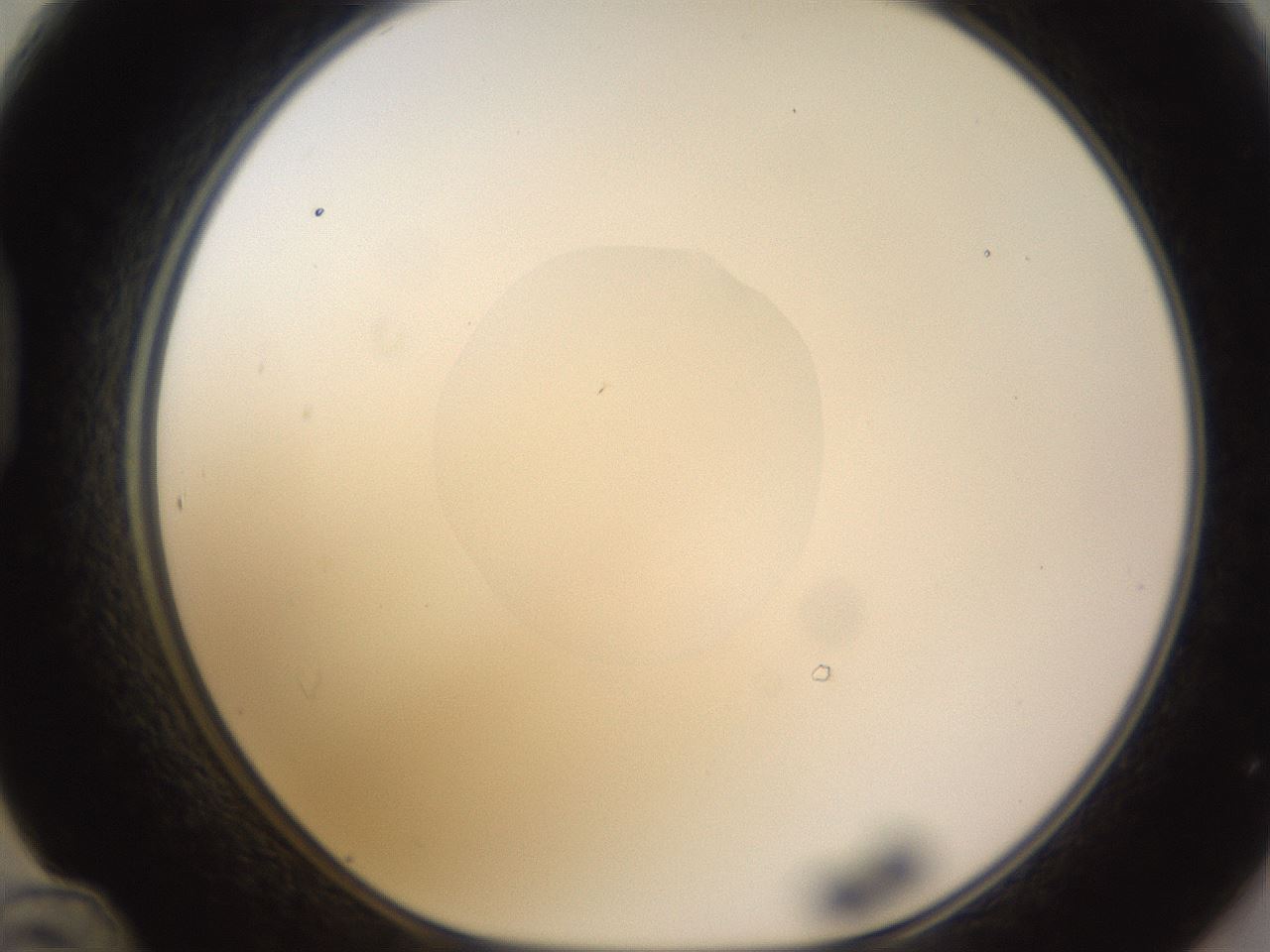 folderID403_plateID1403_batchID5056_wellNum48_profileID1_d1_r85505_ef.jpg