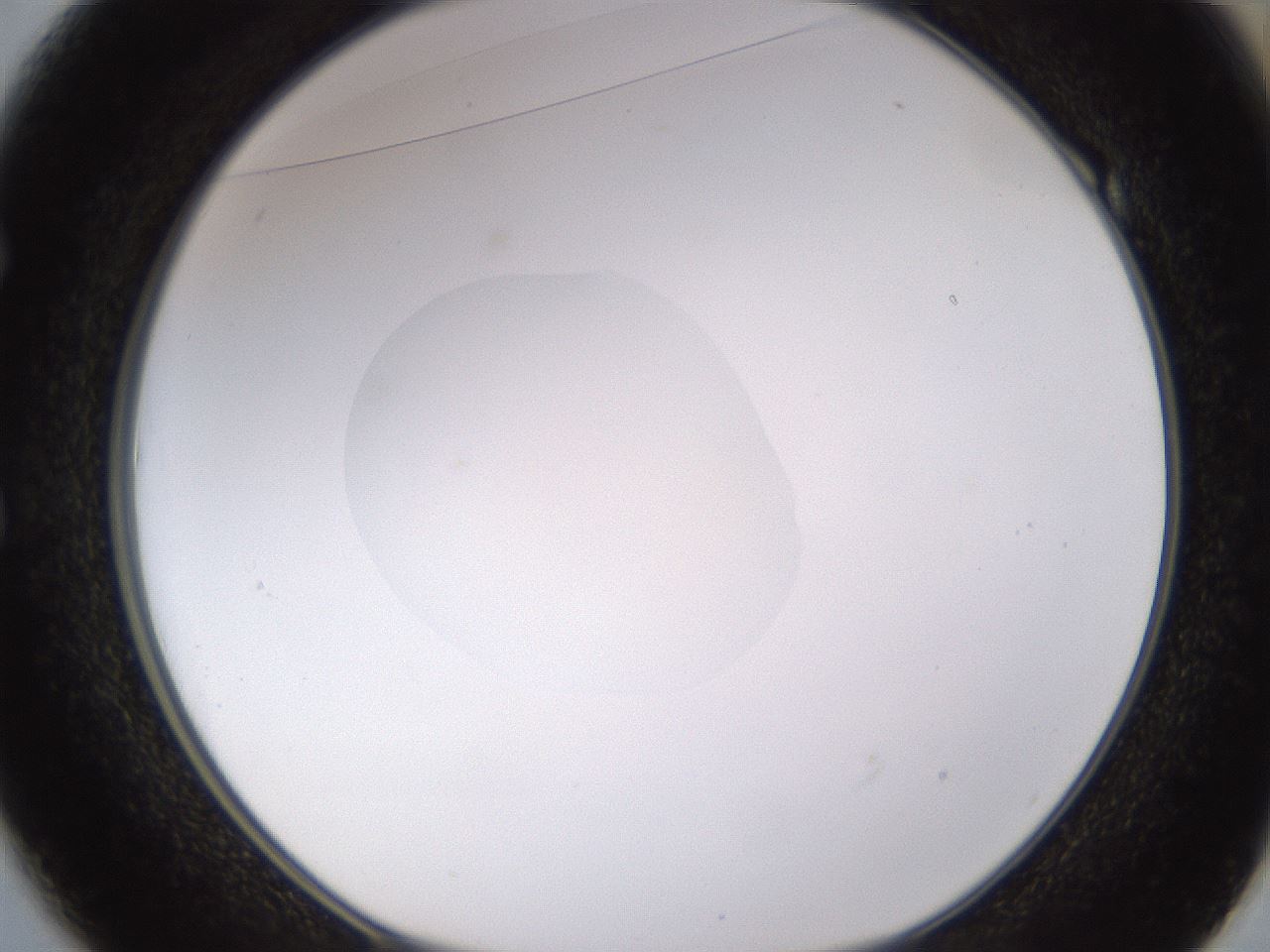 folderID403_plateID1403_batchID5056_wellNum49_profileID1_d1_r85506_ef.jpg