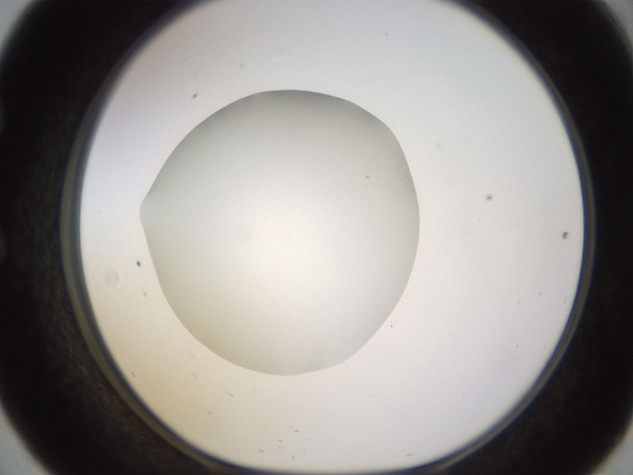 folderID403_plateID1403_batchID5056_wellNum57_profileID1_d1_r85514_ef.jpg
