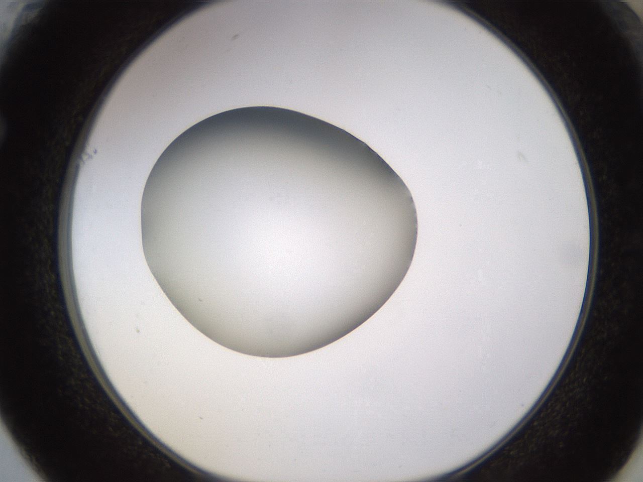 folderID403_plateID1403_batchID5056_wellNum61_profileID1_d1_r85518_ef.jpg