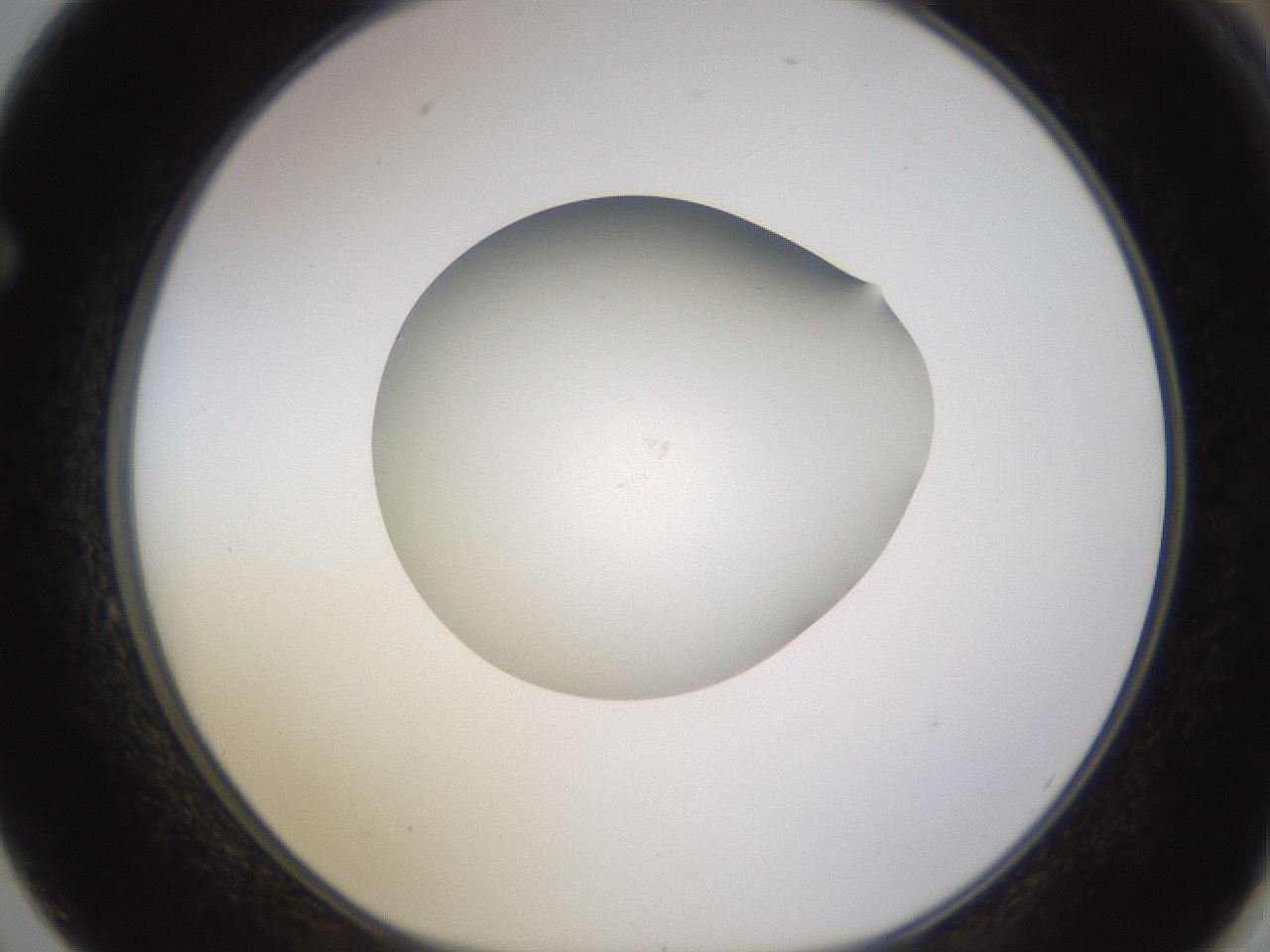 folderID403_plateID1403_batchID5056_wellNum62_profileID1_d1_r85519_ef.jpg