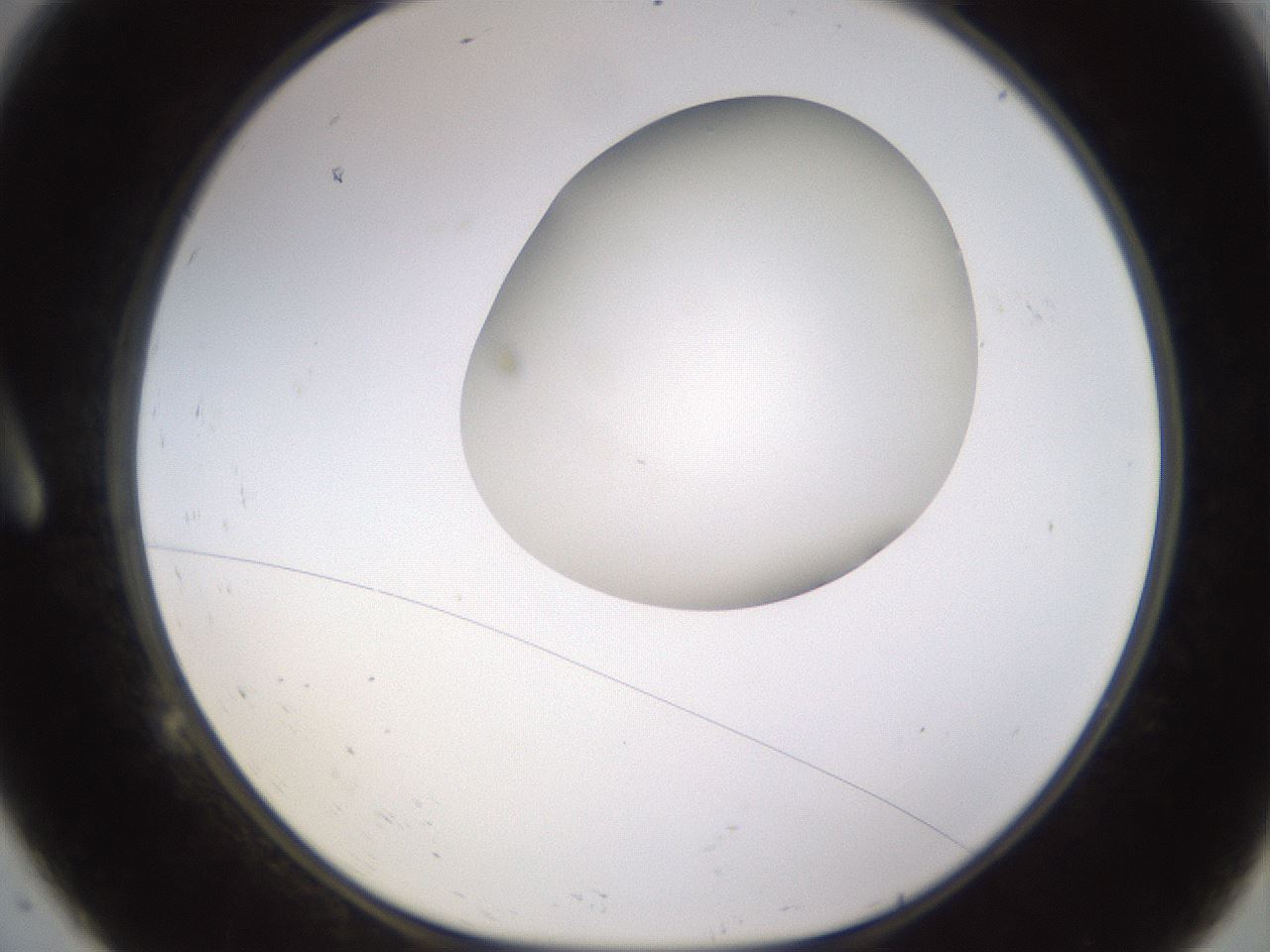 folderID403_plateID1403_batchID5056_wellNum9_profileID1_d1_r85466_ef.jpg